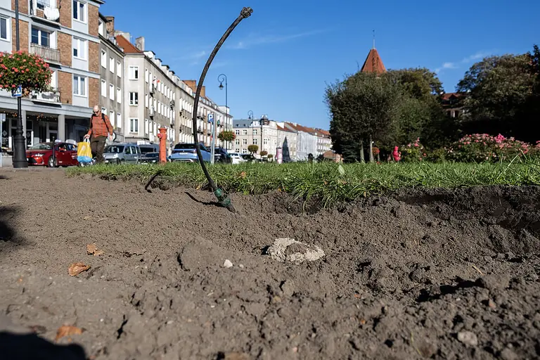 W centrum Gdańska przybędzie zieleni. Prace potrwają do połowy listopada